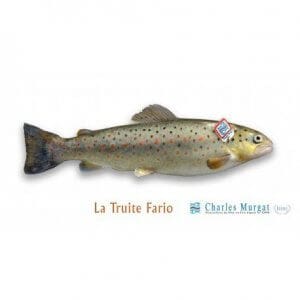 truite fario